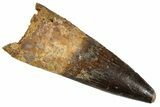 Real Fossil Spinosaurus Tooth - Beautiful Preservation #344568-1